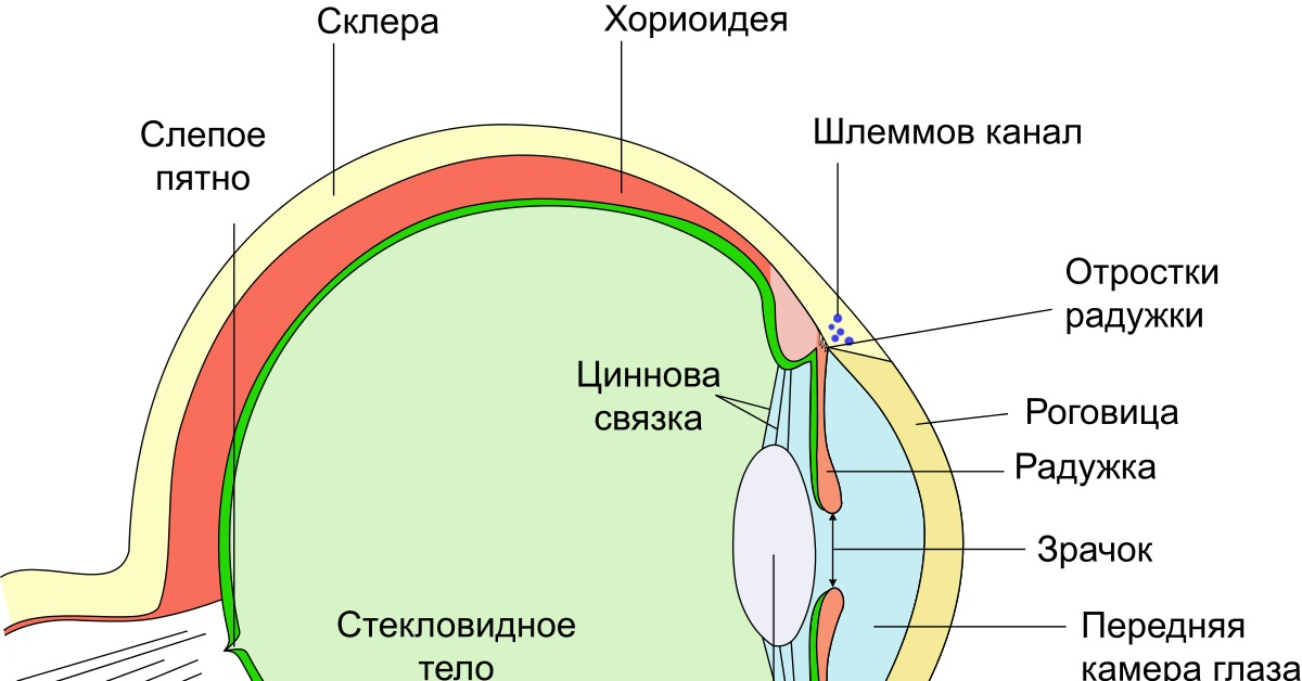 Рассечение цинновой связки приводит к опусканию хрусталика.