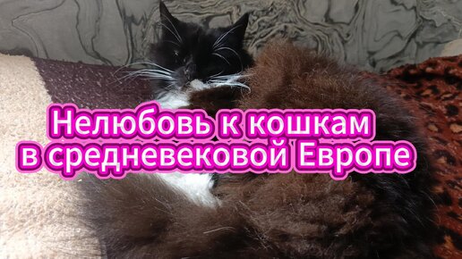 Нелюбовь к кошкам в средневековой Европе