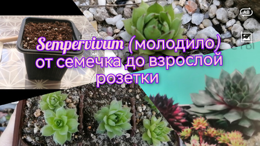 🌿Sempervivum (молодило)🌿 от семечка до взрослой розетки 🌸🧐☺️