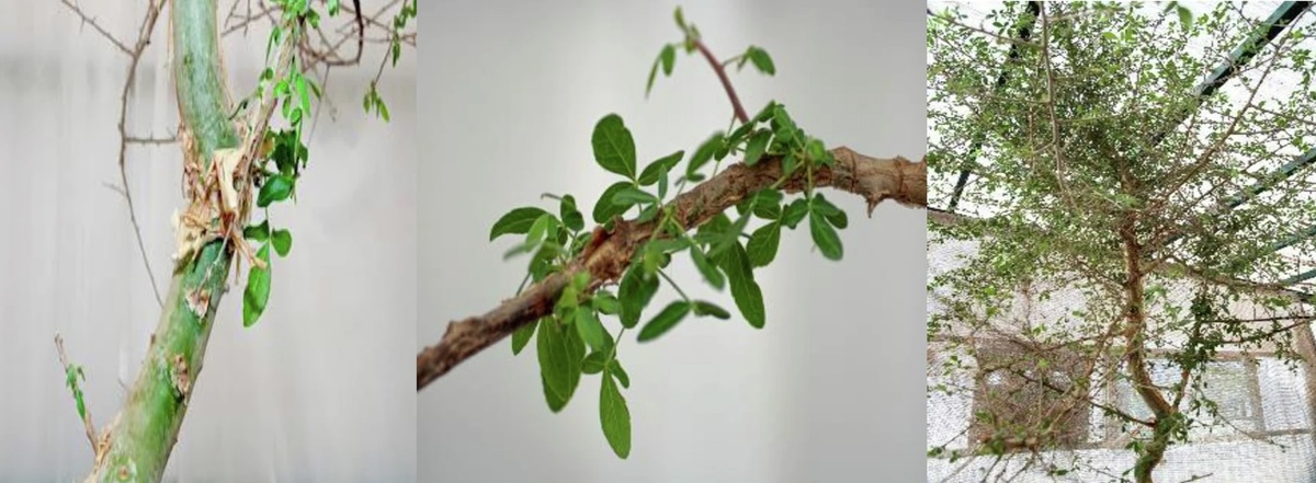 Как выглядит «Шиба» сейчас. Источник: Dr Elaine Solowey/Nature.