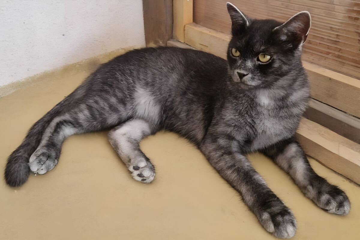 Трансильванская кошка