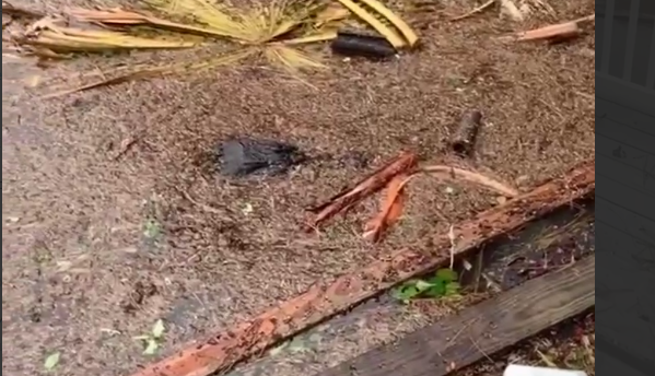    Крокодил на улице Флориды. Фото: соцсети