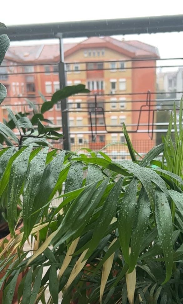 Цветы купаются под дождем