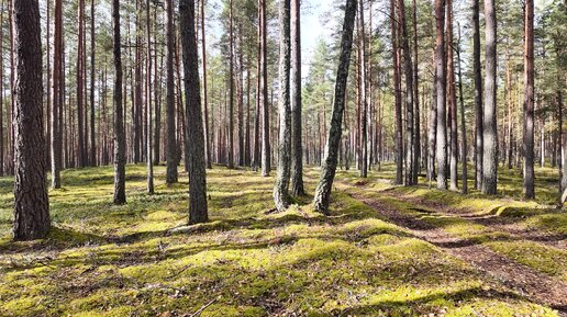 Осенний лес. Камера на капоте Нивы.