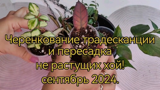 Пересадка и черенкование традесканции и пересадка хой!