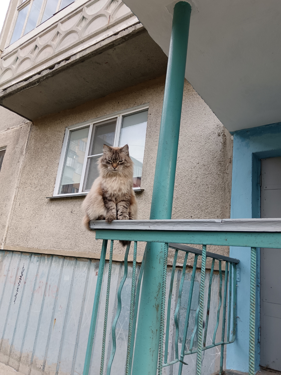 Кот Тихон в мамином дворе.