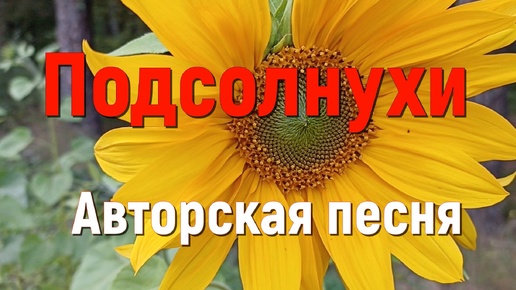 Песня ПОДСОЛНУХИ. Песня о любви и разлуке. Стихи СВЕТЛАНЫ АВДЕЕВОЙ. Исполняет SUNO