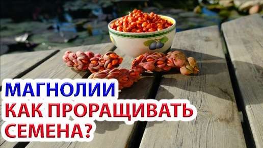 Download Video: Как проращивать семена магнолии? Собираем урожай.