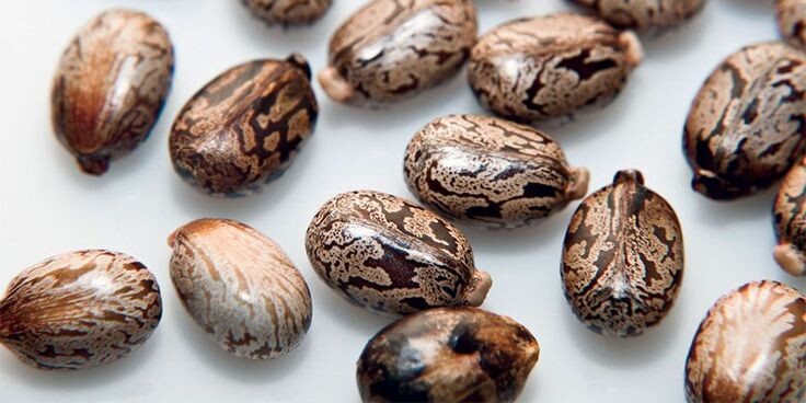 Бобы растения. Теперь понятно почему "Клещевина".