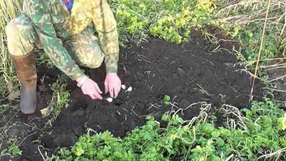  Я давным-давно решил эти 2 вопроса посадкой чеснока под зиму в сидераты.