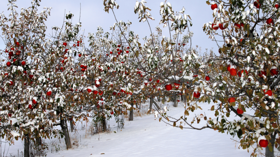 Первый снег на Покров - верный знак ранней зимы.