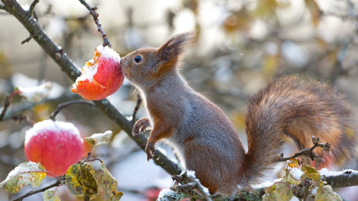 Белки в саду тоже подсказывают. Если активно таскают орехи - зима будет снежной и холодной. 
