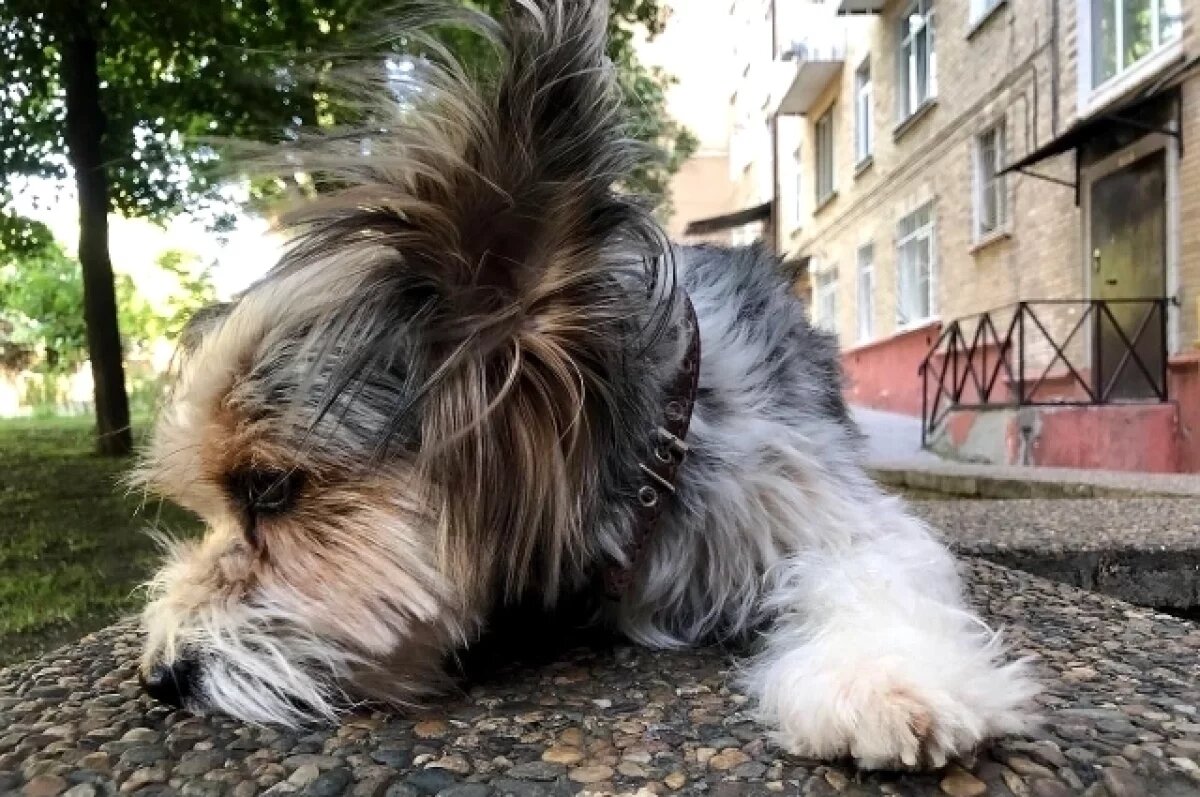    В Ростове 29 сентября усилится ветер