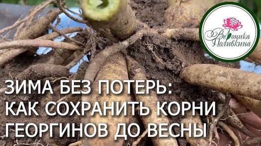 Как я сохраняю корневища георгинов зимой