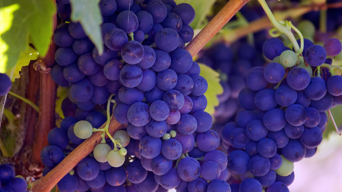 Много винограда