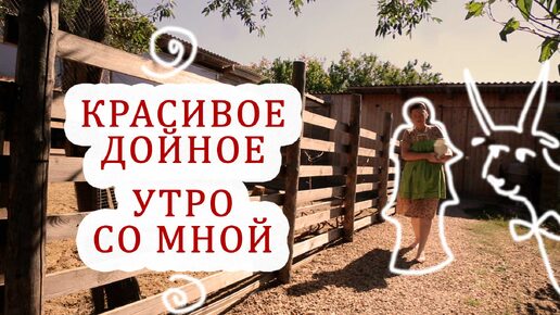 Спокойное утро в Крымском гнезде. Отвечаю на вопросы, дою коз, показываю сад.