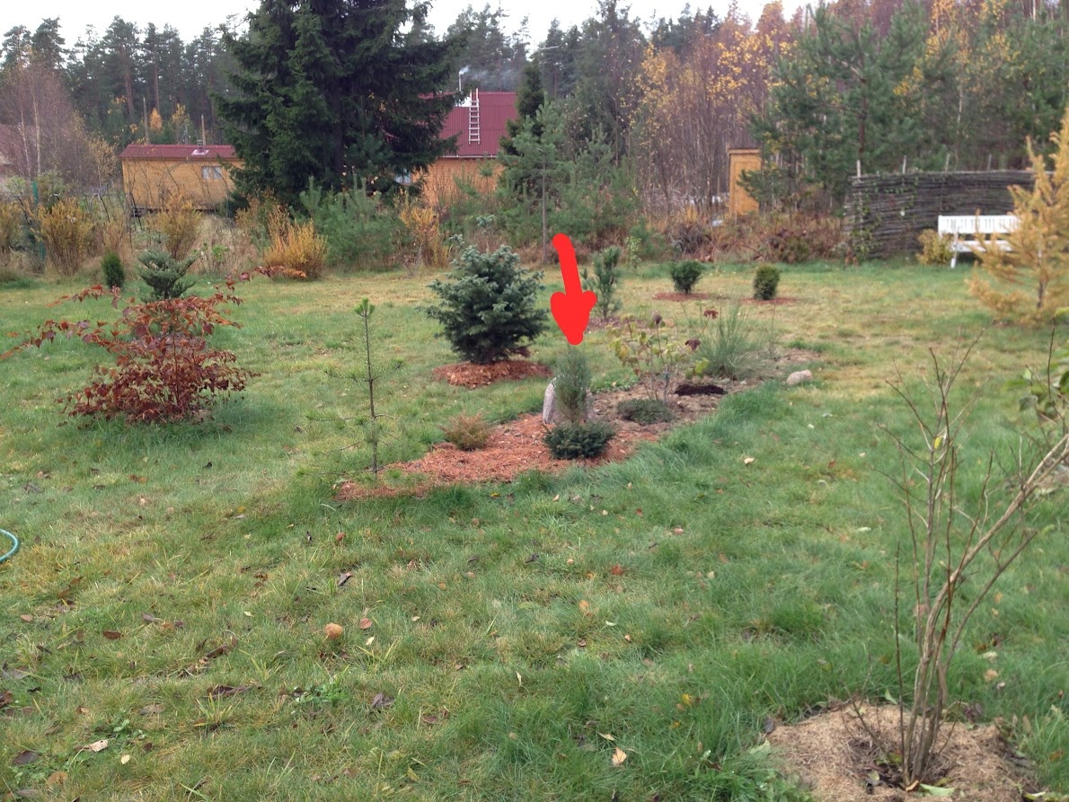 2015 Juniperus scopulorum Blue Arrow