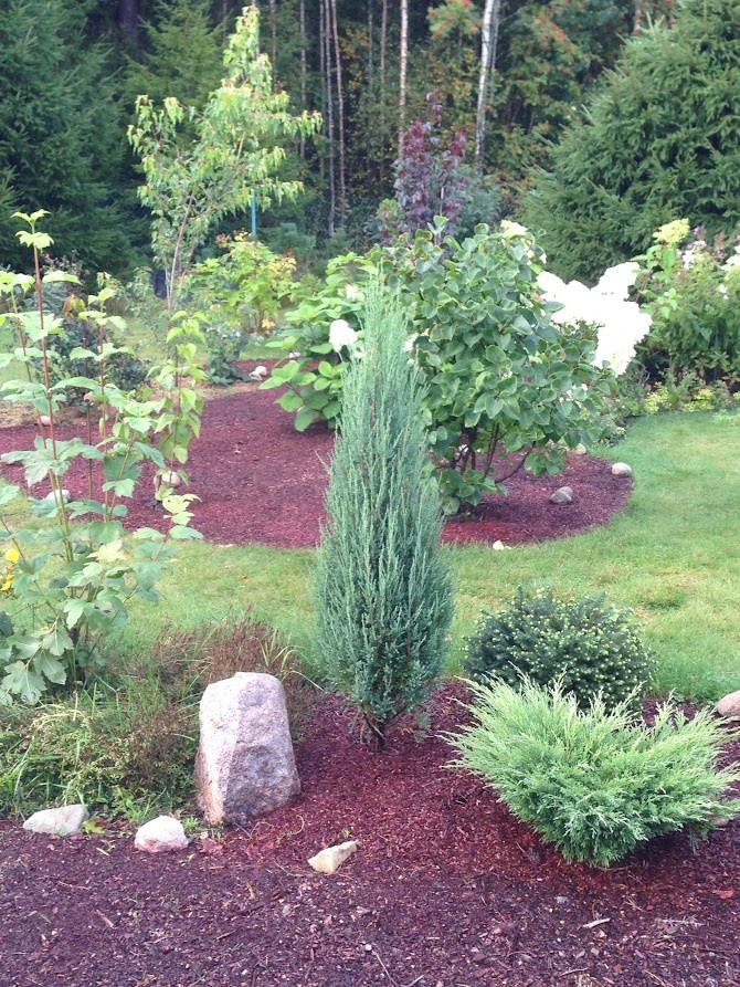 2017 Juniperus scopulorum Blue Arrow