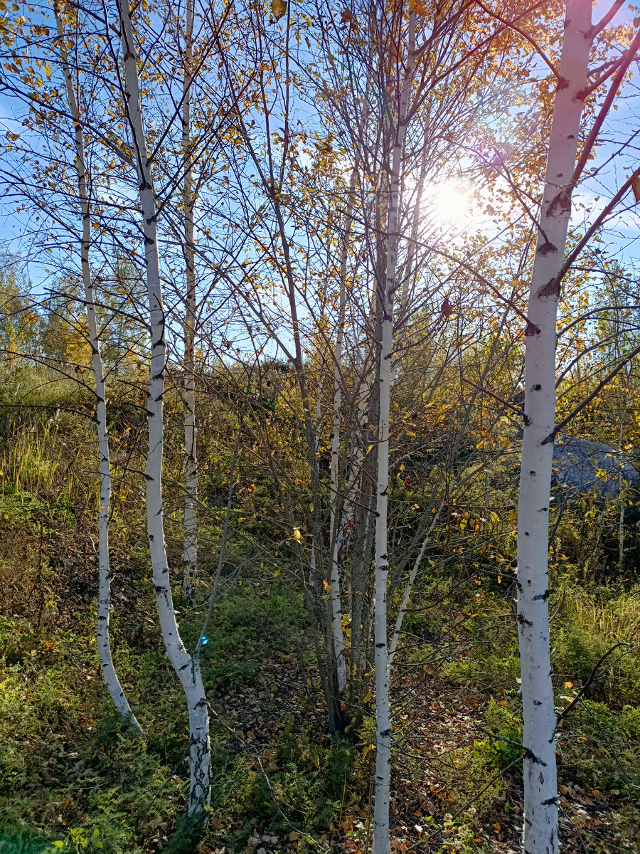 Береза: за пределами привычной этимологии