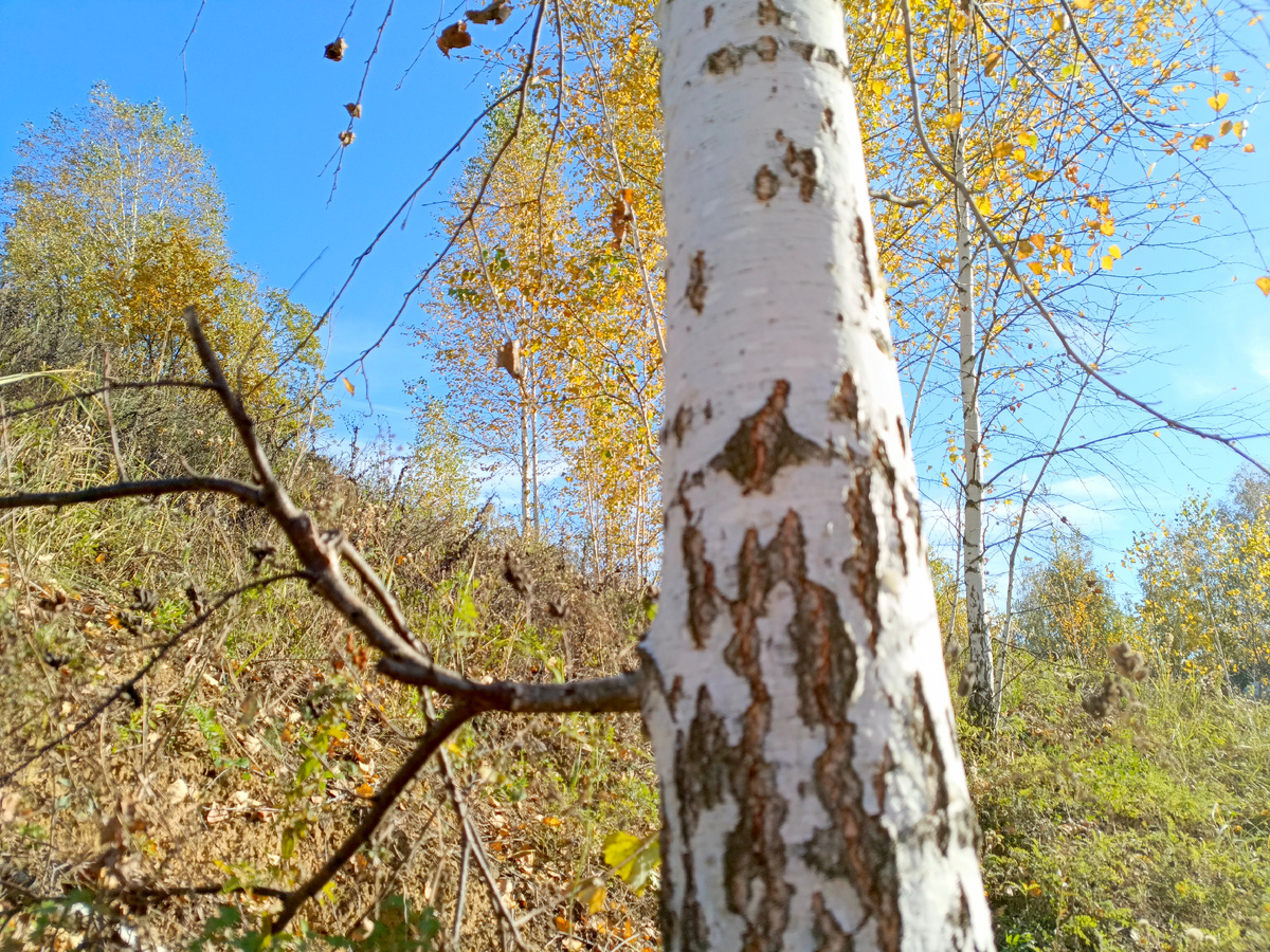 Английская береза приоткрывают тайну