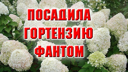 Как я посадила гортензию Фантом