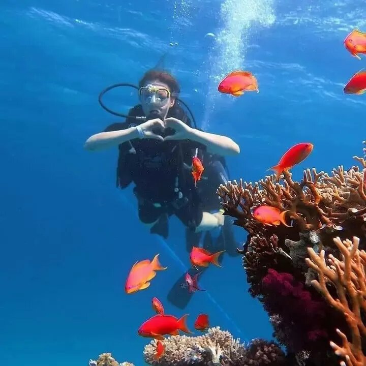 Дайвинг с берега в Шарм эль Шейх (с профессинональным дайвером)
