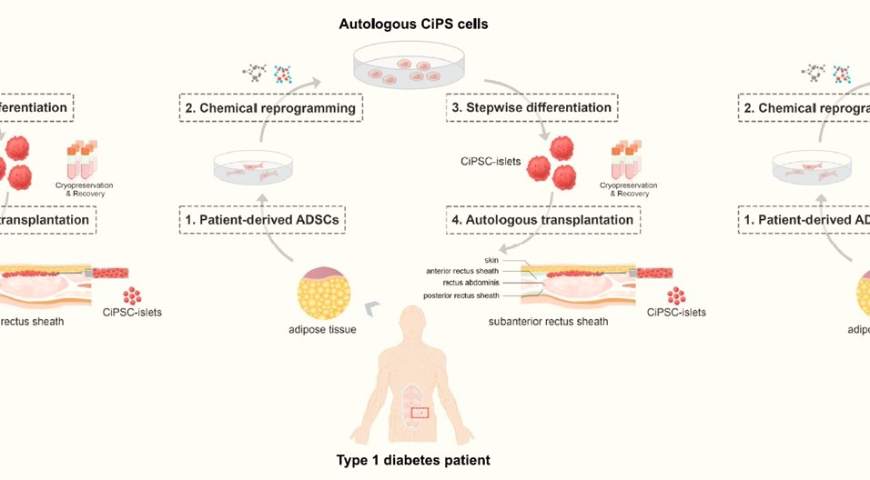   Zhongyang Shen et al. / Cell, 2024