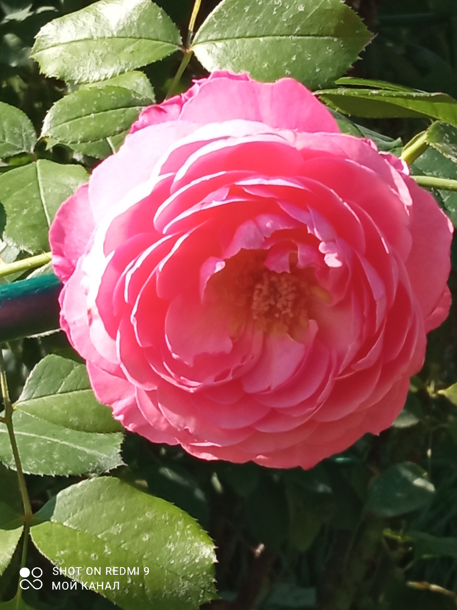 Мое открытие 2024. Роза флорибунда Раймонд Бланк. Фото автора.