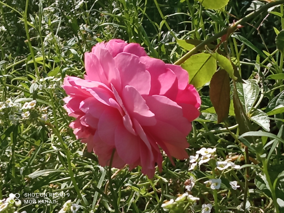Роза Раймонд Бланк во втором цветении. Фото из моего сада.