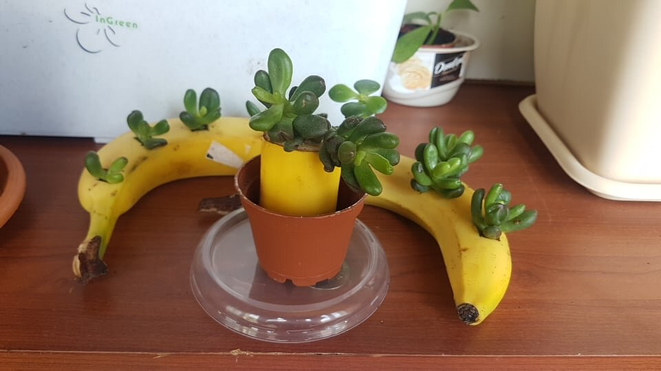 Реанимация Абрама Соломоновича в банане