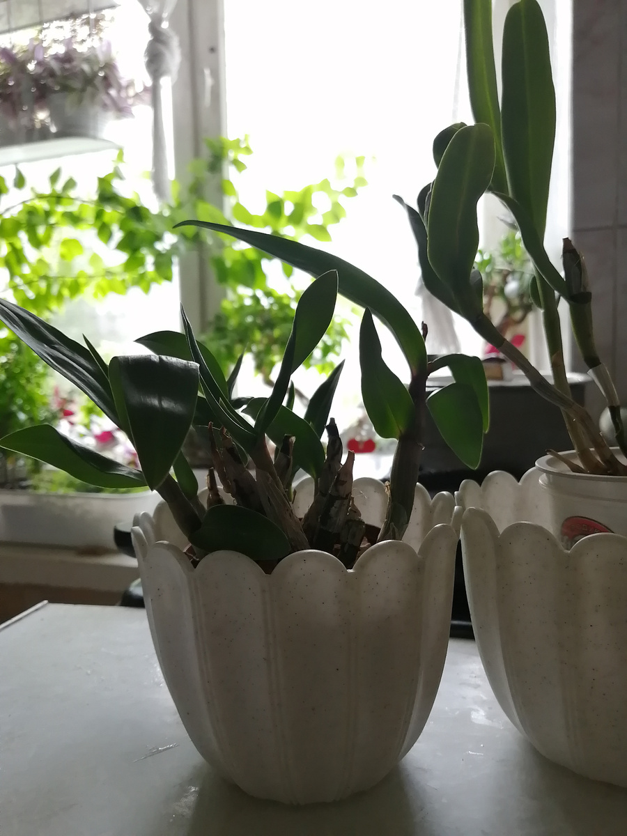 Обе орхидеи пока на "карантине"