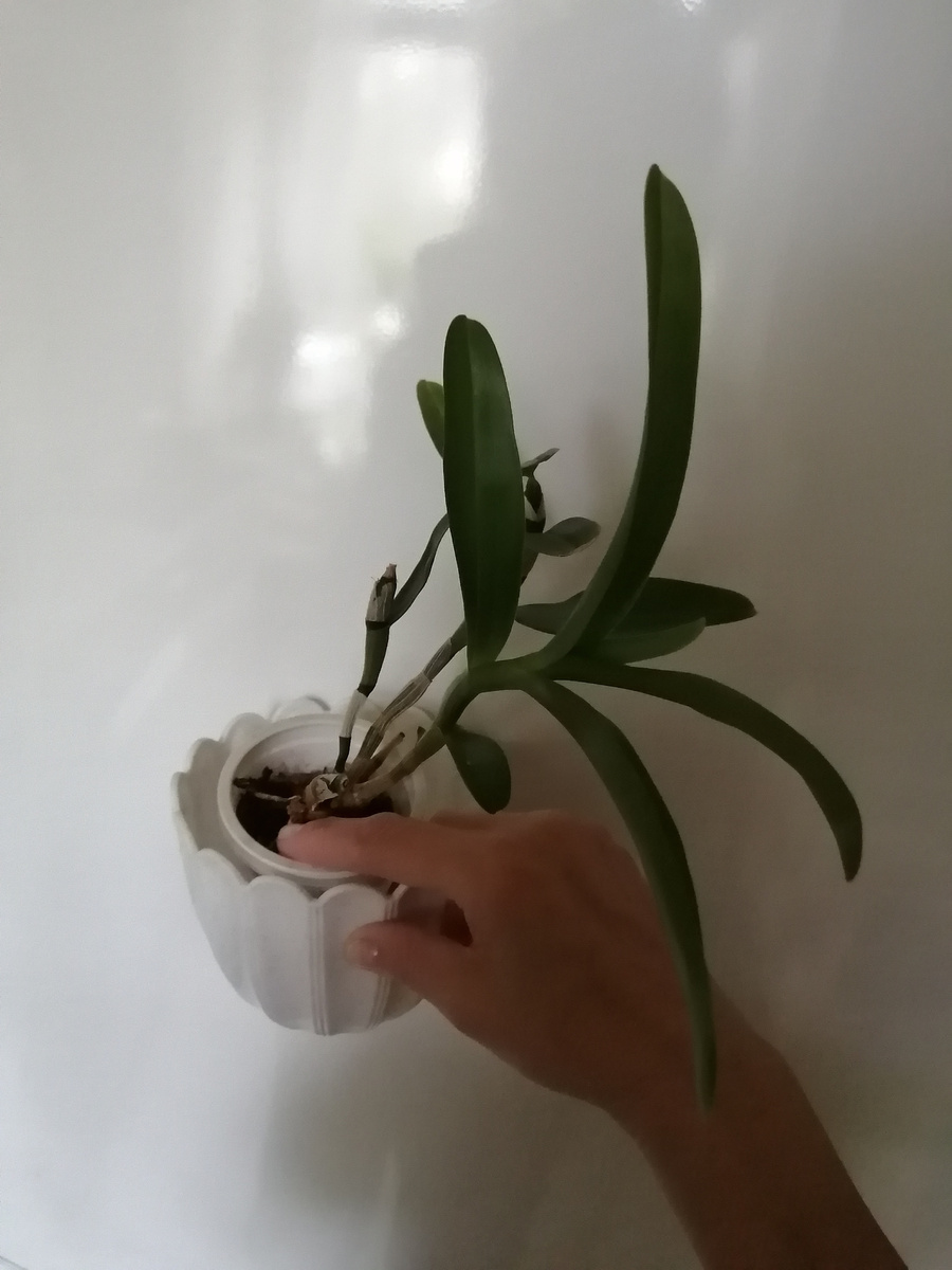 Как раньше говорили, "в нагрузку"? Вот дендрик, который "в нагрузку". Кстати, муж подумал, что мы именно за этим приезжали, а не за тем, который мы ехали покупать😄