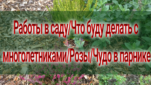 Video herunterladen: Обзор сада/Поговорим о цветах 🌹🍂🌼🏵️