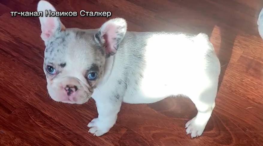   Источник фото: Тг-канал "Новиков Сталкер"