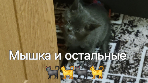 Мышка и остальные 🐈‍⬛🐈🐈‍⬛🐈