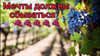 12 архив❤️ Свой виноградник .Спасибо Юрочка🙏.Встречаем гостей, занимаемся садом. Тесто заварное