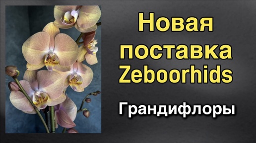 Орхидеи с цветком от 10-ти сантиметров! 😲🫣❤️‍🔥