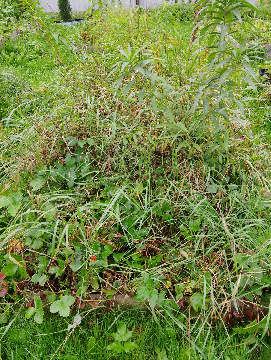 Запущенная грядка