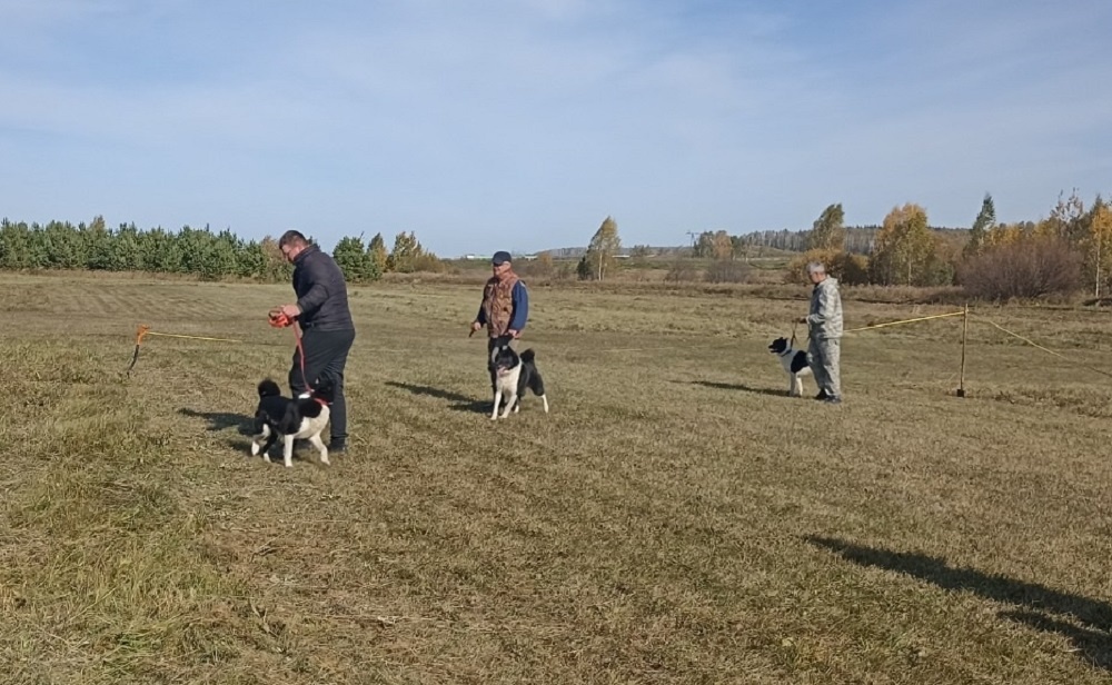 Ринг русско-европейских лаек