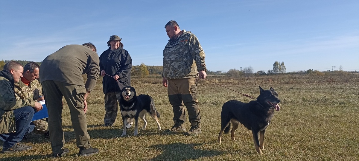 Восточно-сибирские лайки