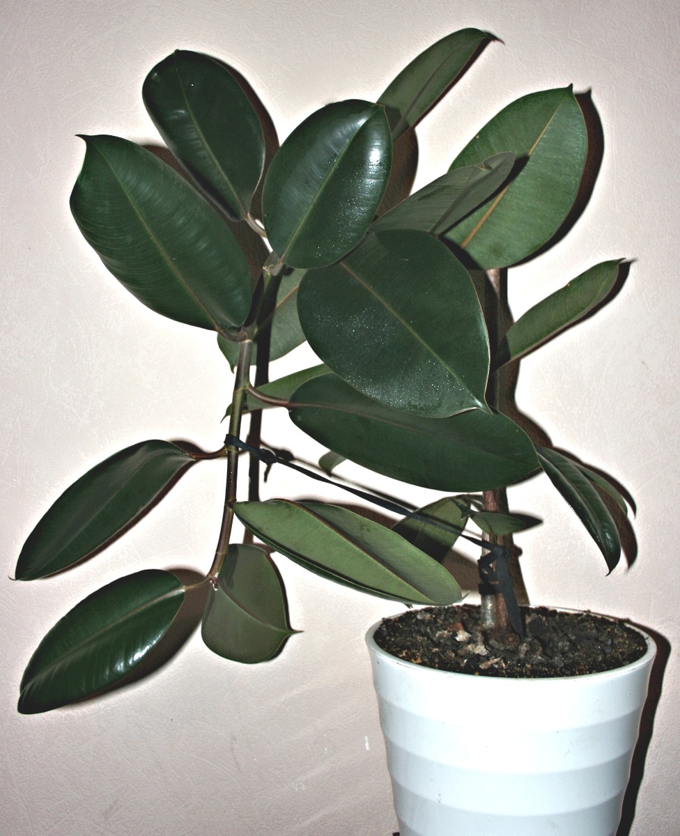 Фикус. Фото автора.