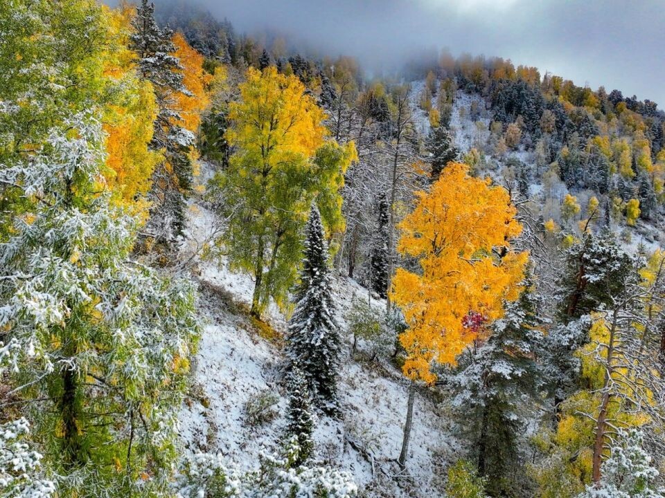    Окрестности Телецкого озера, сентябрь 2024. Источник: Роман Воробьев и Татьяна Клименко.