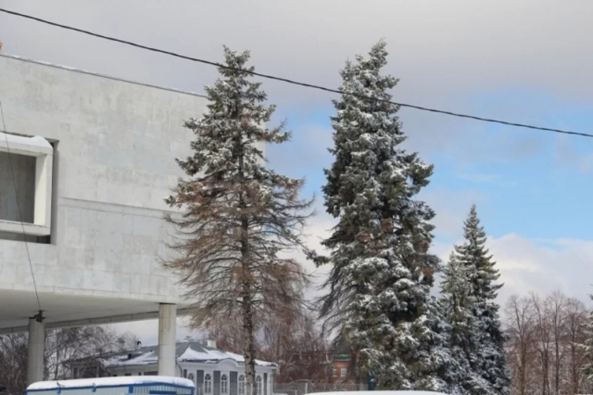    В центре Нижнего Новгорода вырубили голубые ели