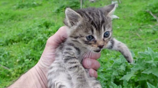 Tải video: Сюрприз на берегу озера: Бездомный котенок нашел друга