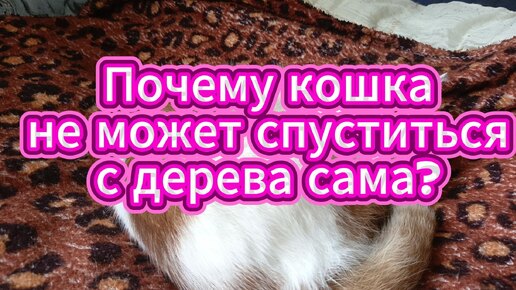 Download Video: Кошка не может спуститься с дерева сама