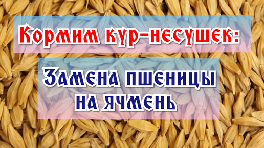 Кормим кур-несушек: замена пшеницы на ячмень