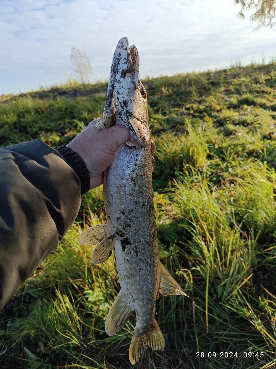    Улов из Оби. Источник: Валерий Березняков, vk.com/fishmen_altai