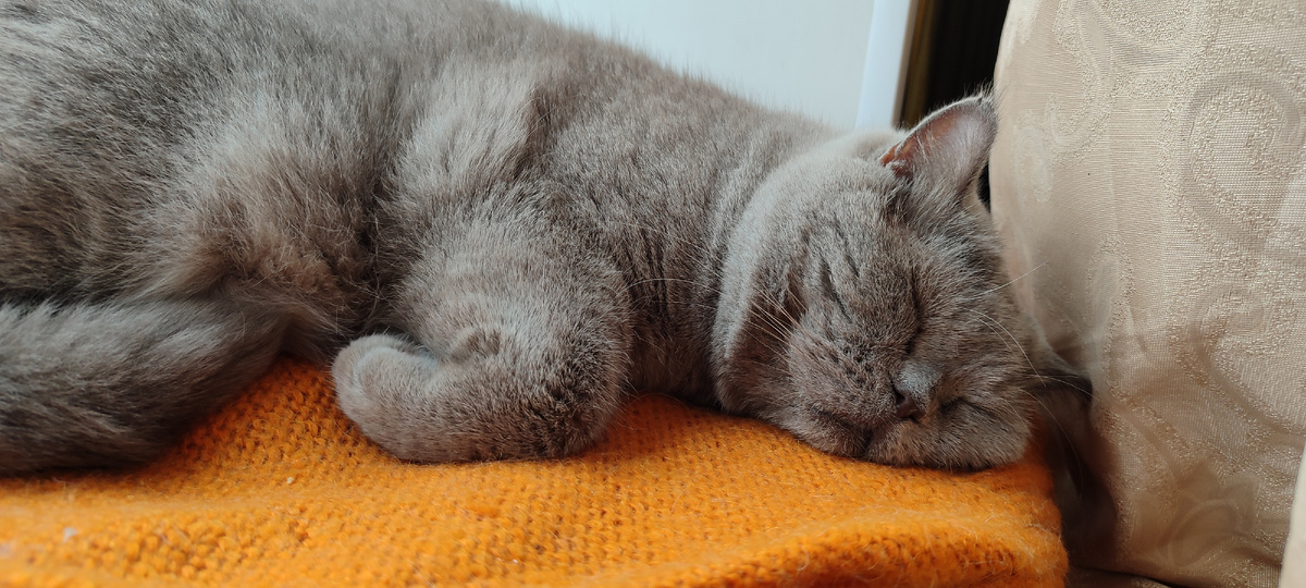 Кот полностью спит