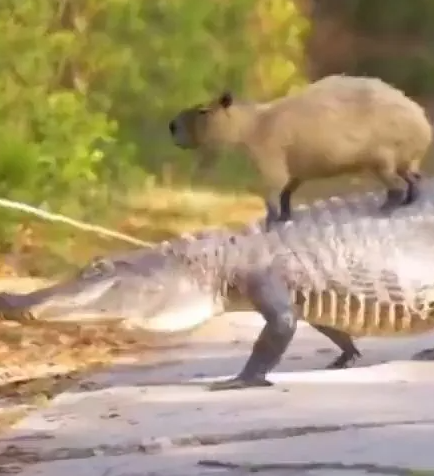 Наш класс, когда учитель отошел за дверь: