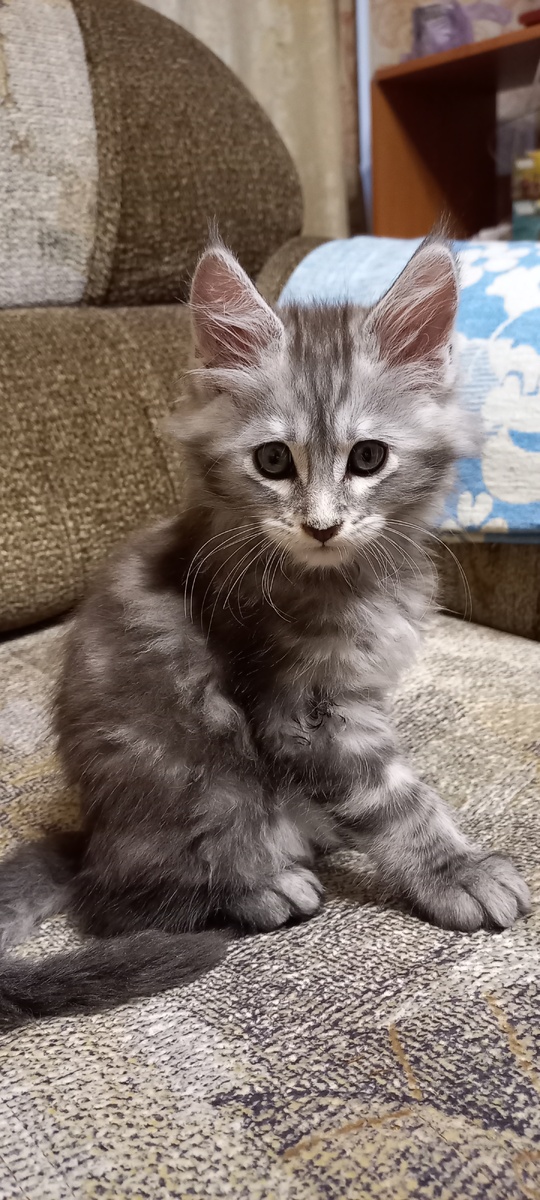 Корвину 2 мес.